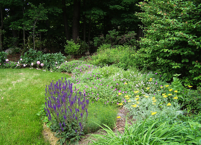 The Best Perennial Plants