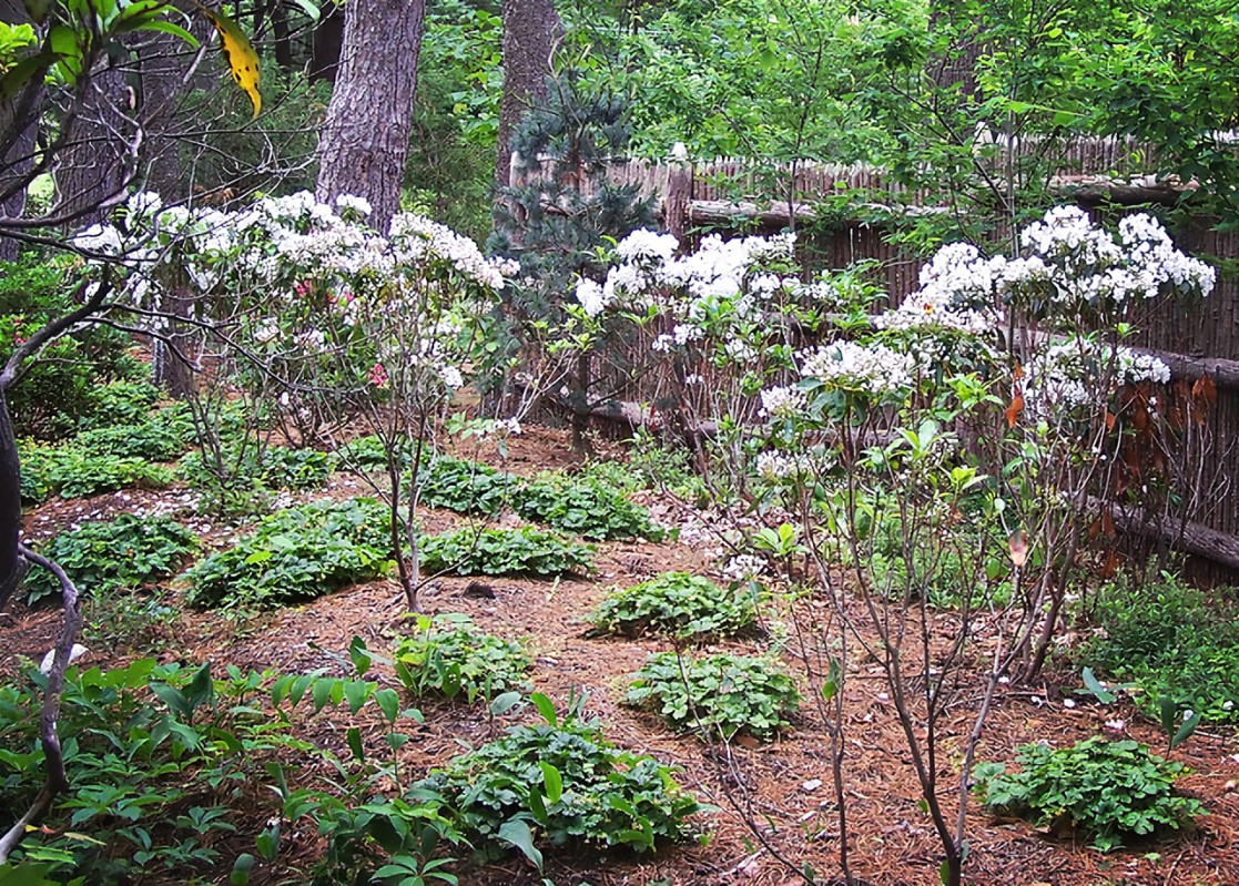 Your Summer Perennial Garden Bed