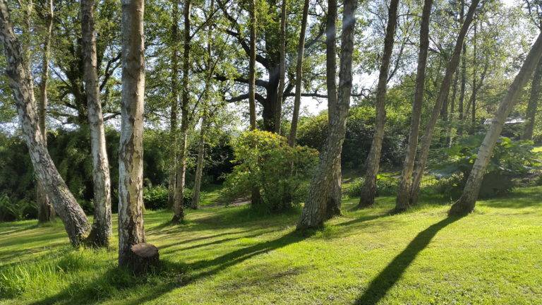 The Village New Forest