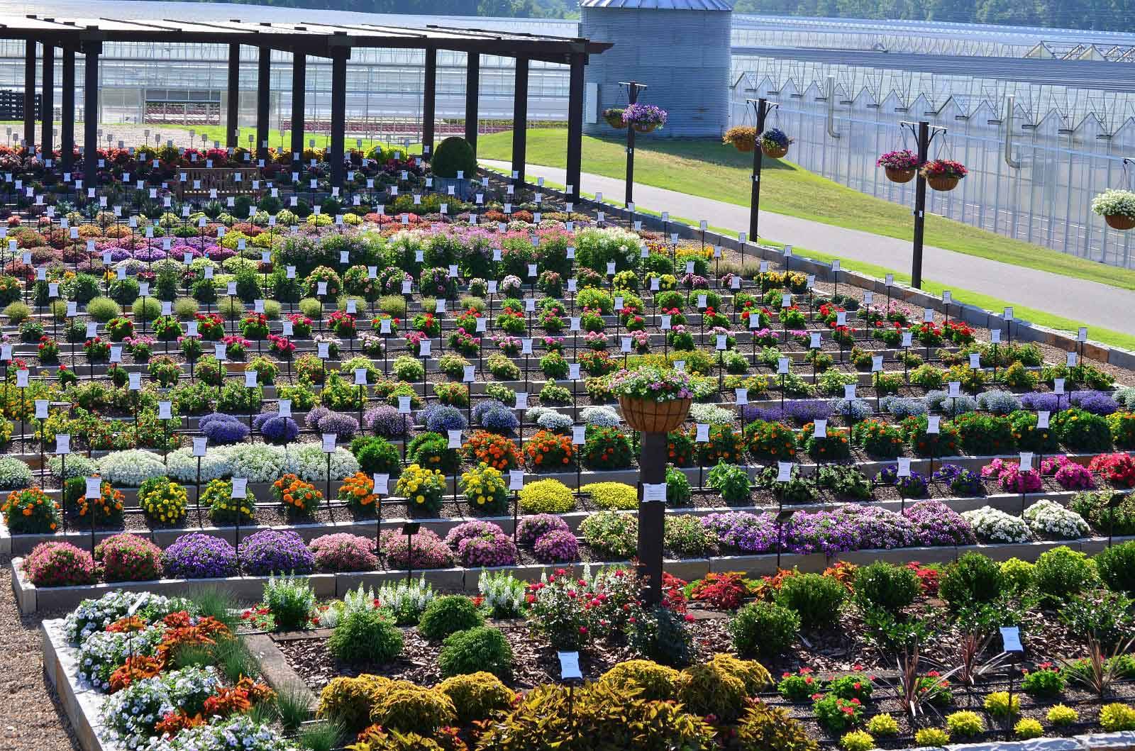 Csus Annual Flower Trial Garden Fox Denver