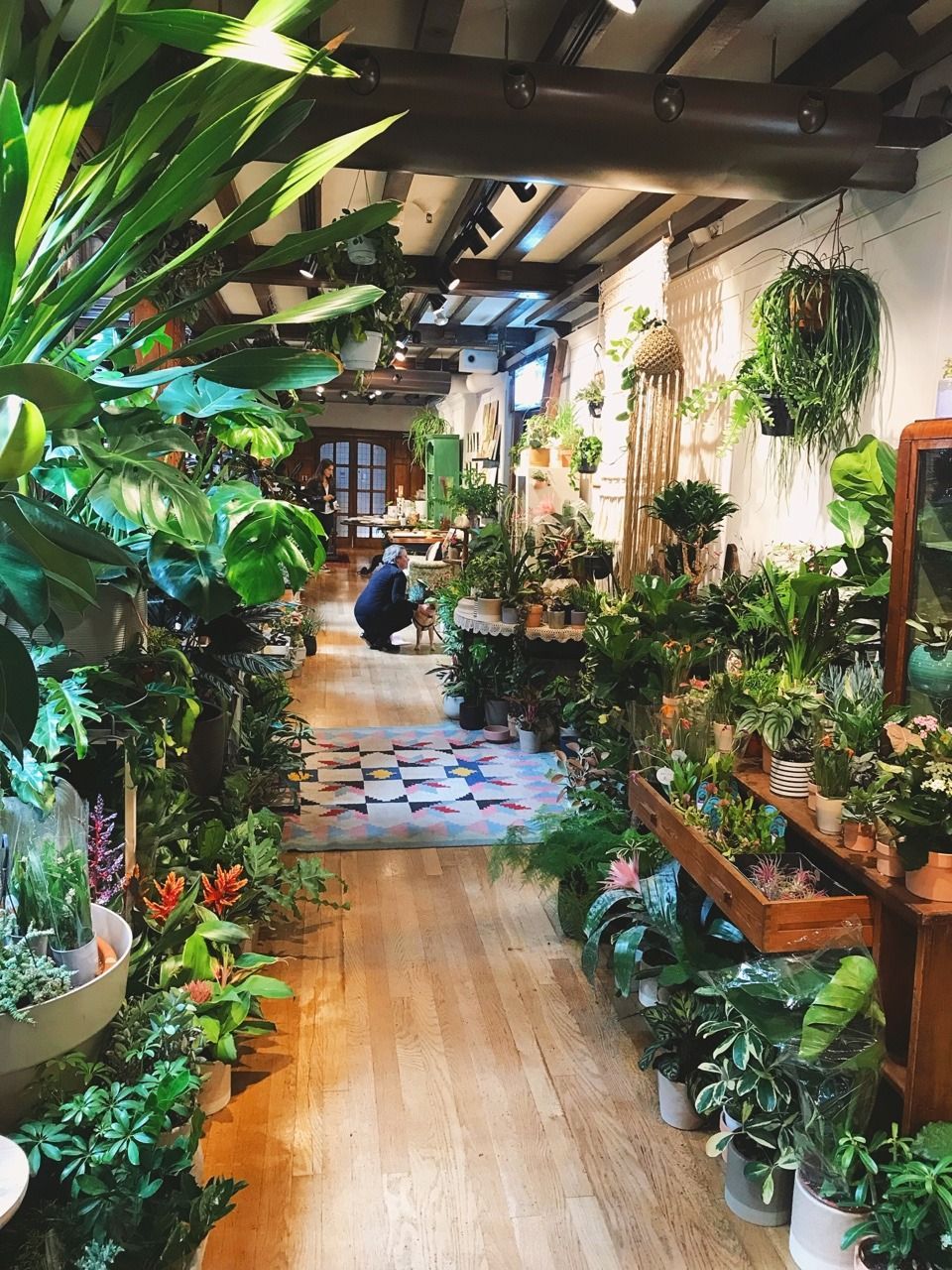 Pinterest Plants