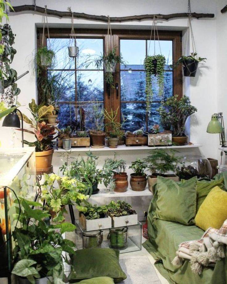 Green Indoor Plants