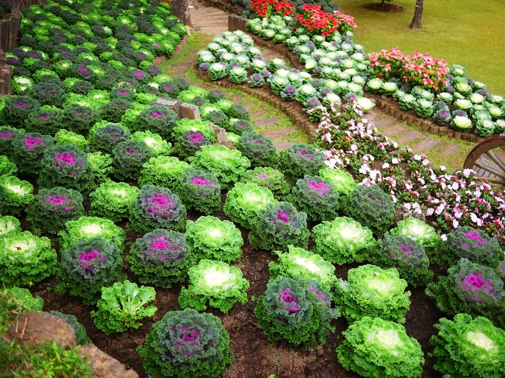 Marvelous Rock Garden Ideas Backyard Front Yard Page