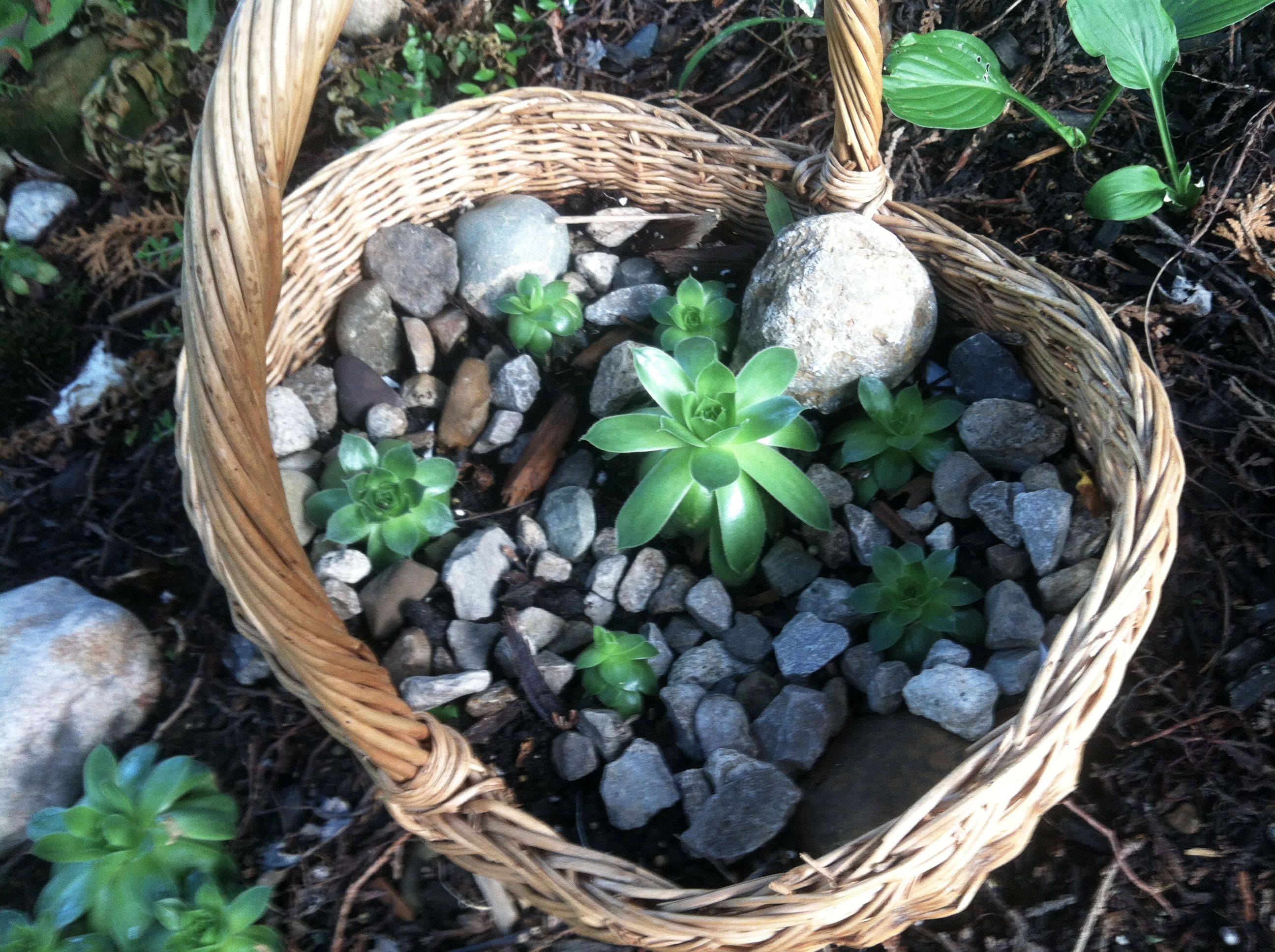 Rock Garden