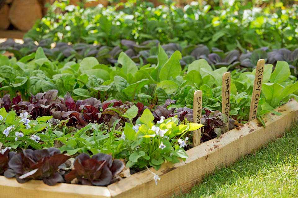 Square Foot Herb Garden Layout Outdoor Decor Ideas
