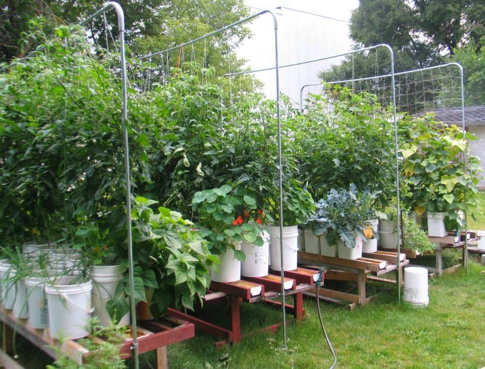 Amazing Gutter Garden Ideas