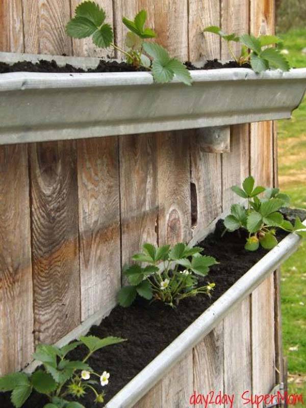 Rain Gutter Strawberry Beds Modern Design Gutter Garden