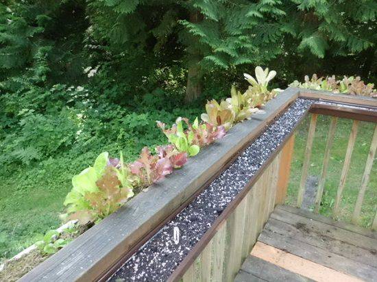 Hybrid Rain Gutter Grow
