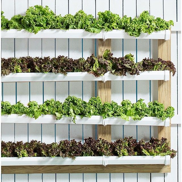 A Bold And Beautiful Rain Gutter Garden