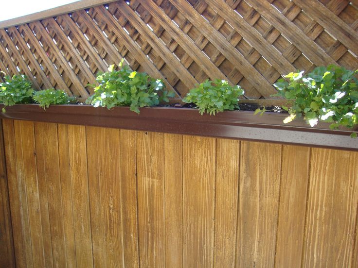 Vertical Gardening