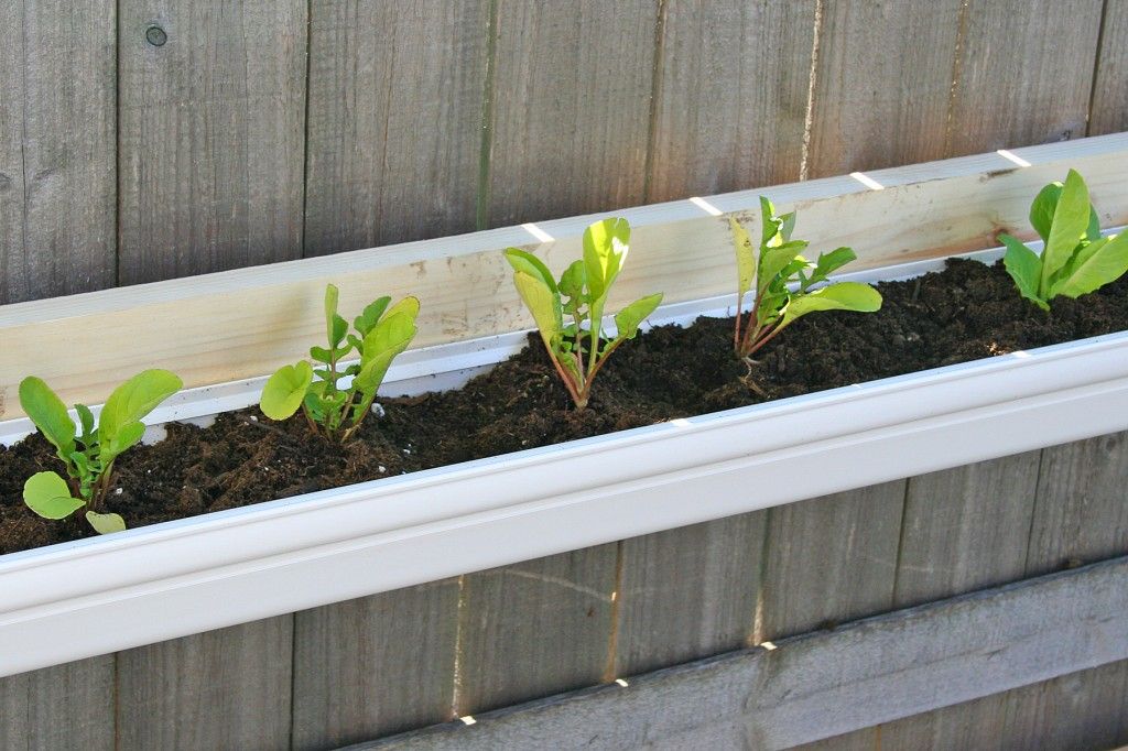 Rain Gutter Gardening