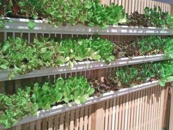 Vertical Garden