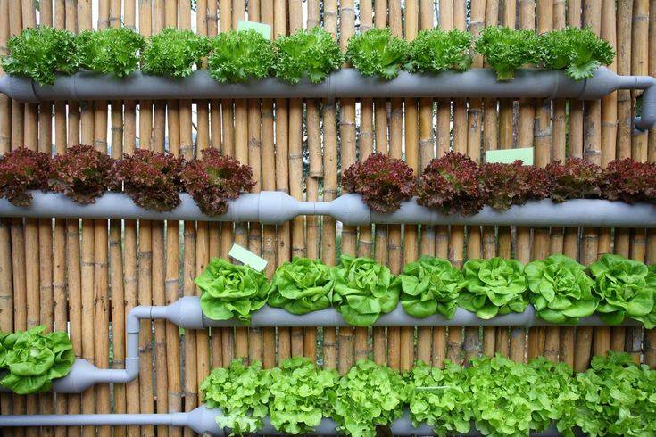 Vertical Vegetable Garden Ideas Quiet Corner