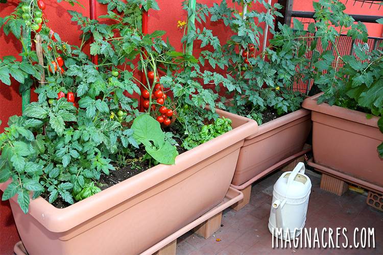 Herb Garden