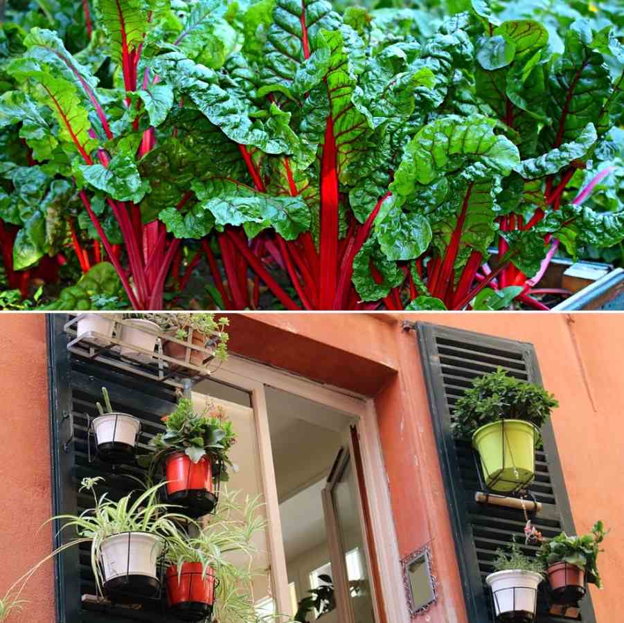 The Raised Vegetable Garden Boxes