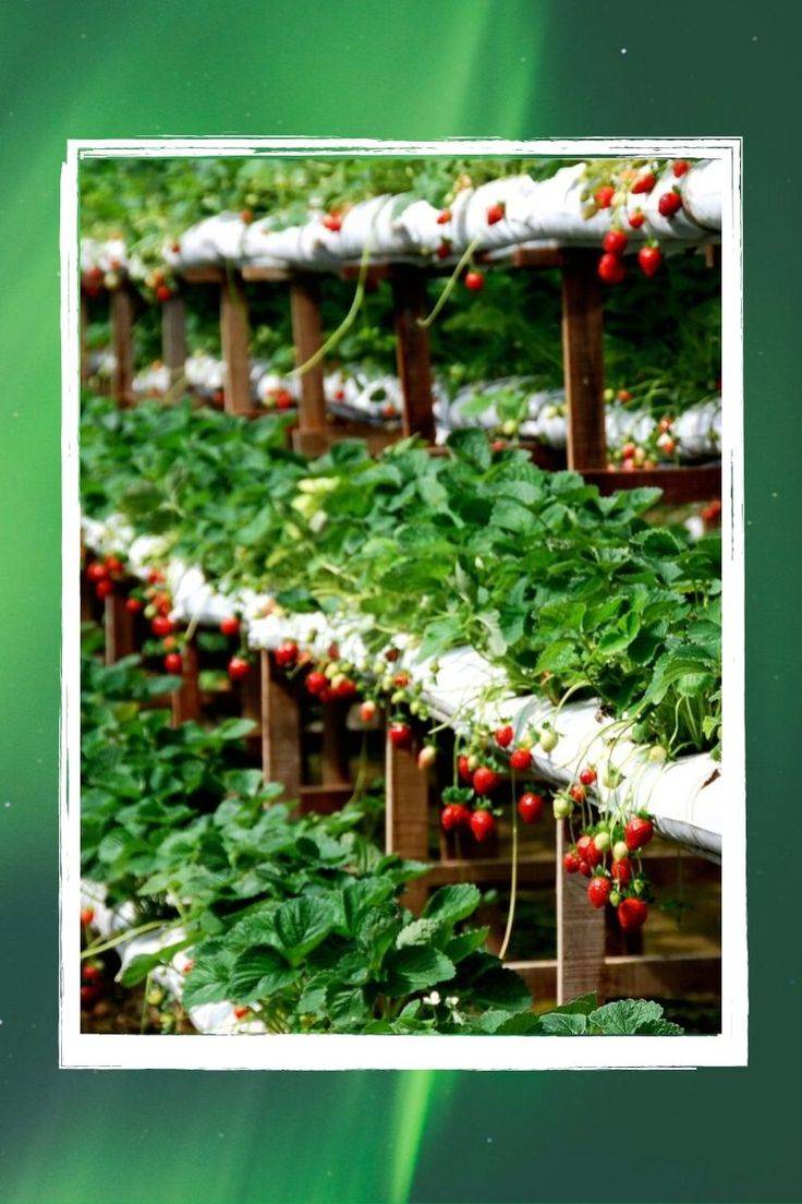 Brilliant Rain Garden Design Ideas