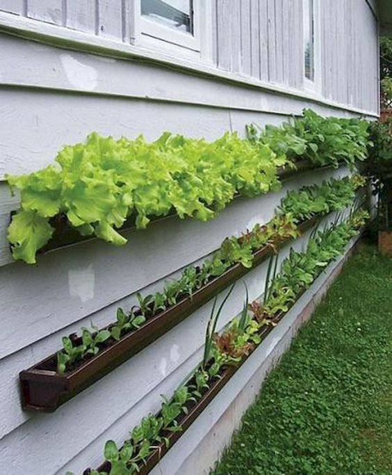 Rain Gutter Strawberry Beds Modern Design Gutter Garden