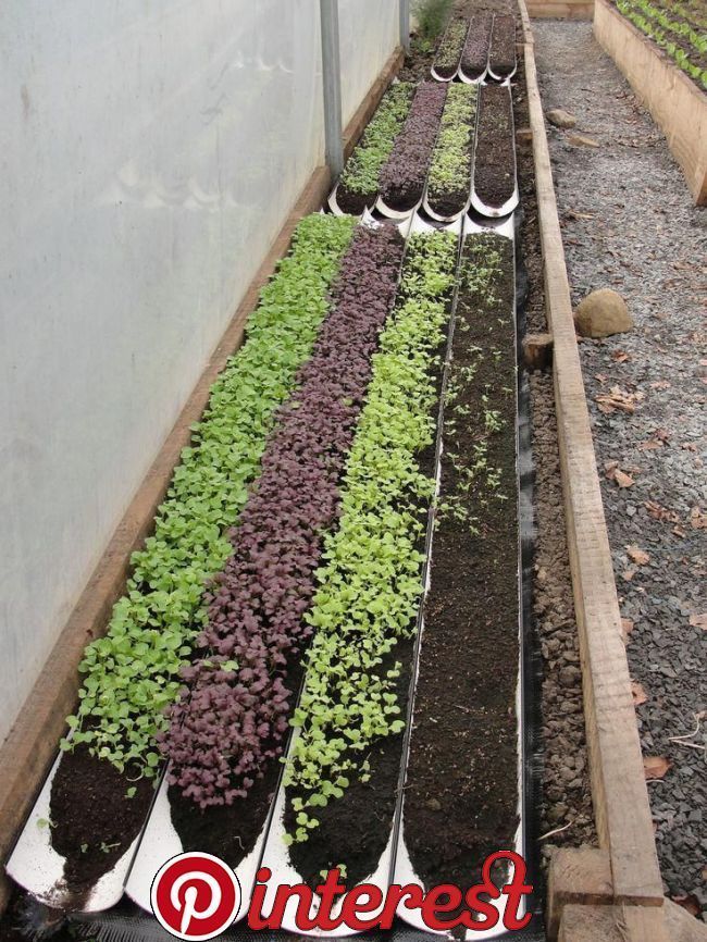 Gutter Garden
