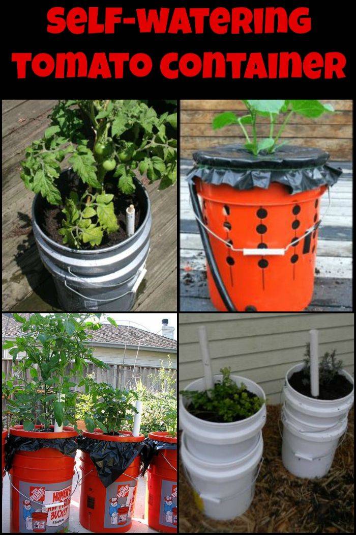 Gallon Selfwatering Tomato Container