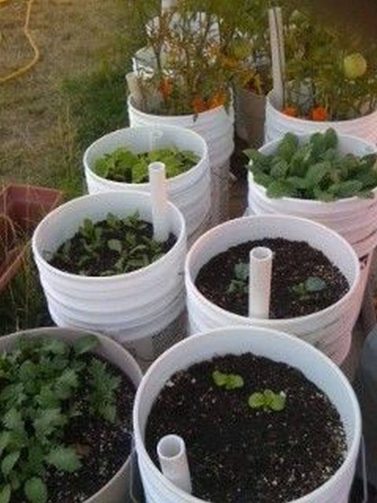 Gallon Selfwatering Tomato Container Diy Projects