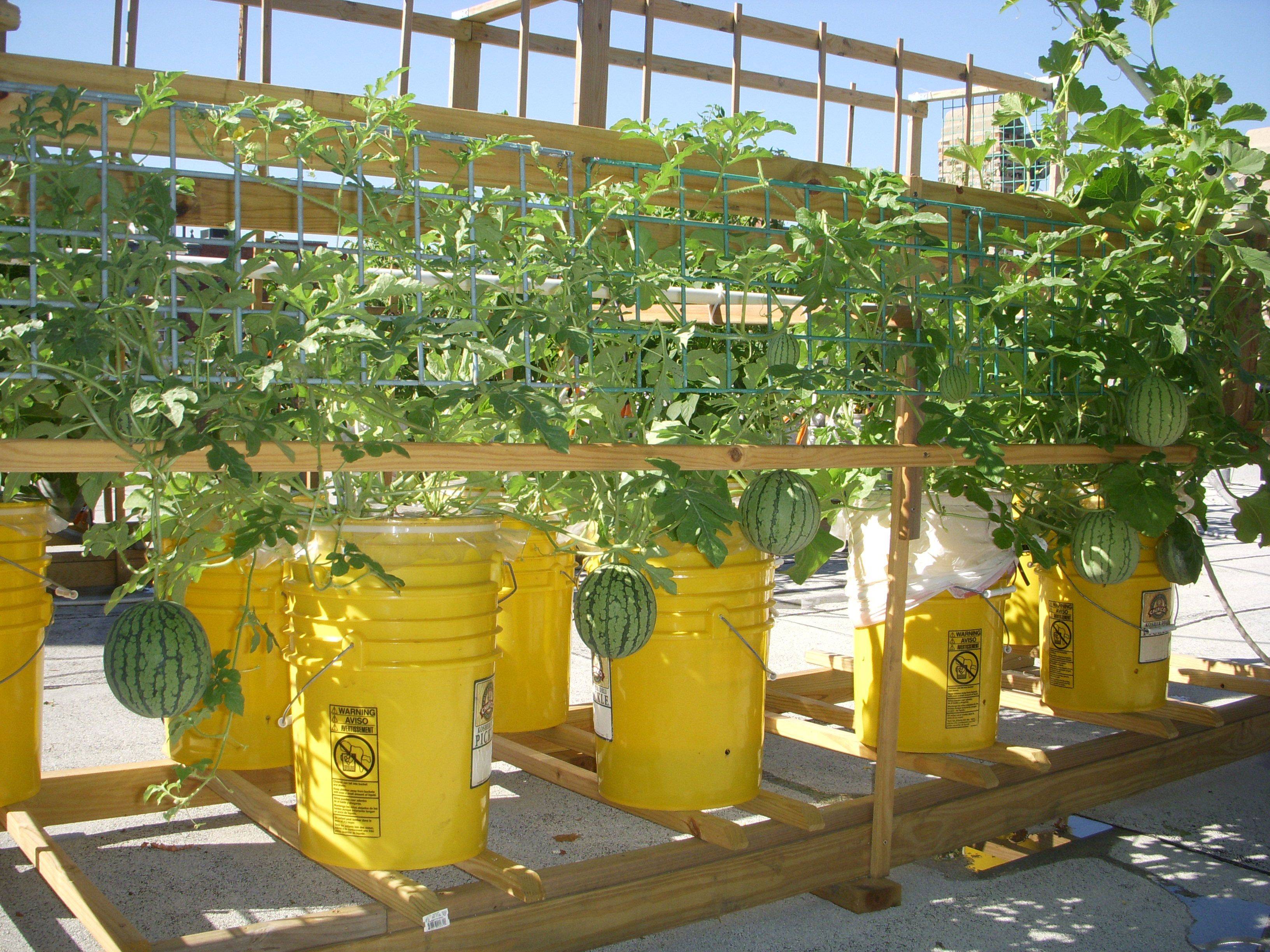 18 DIY Self Watering 5 Gallon Bucket Garden Ideas For This Year