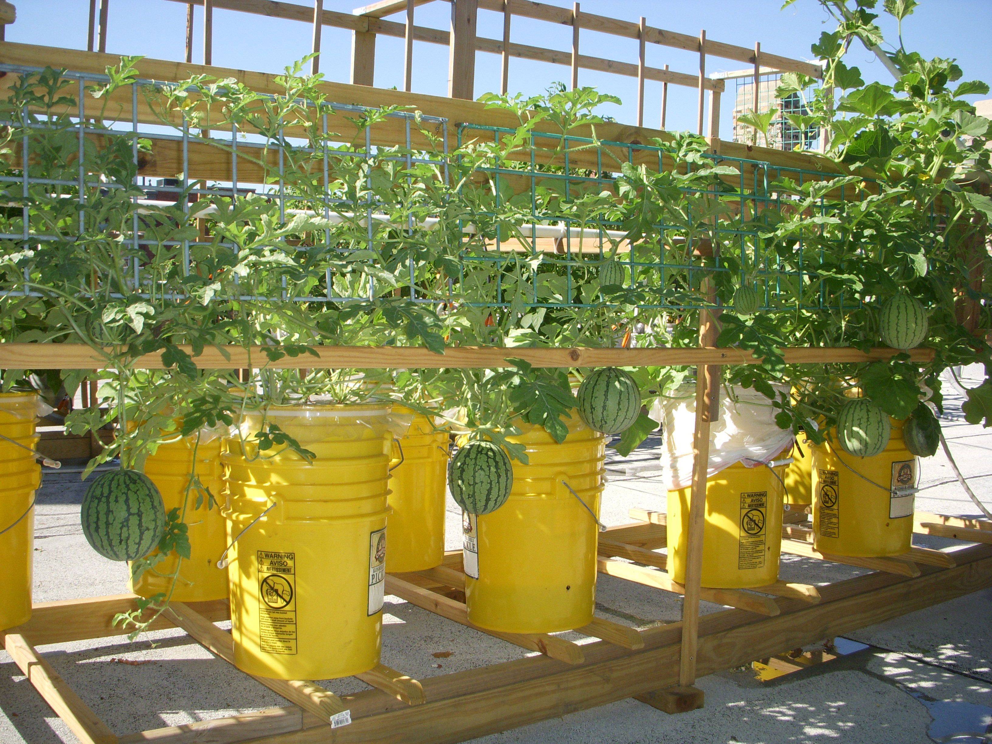 Gallon Selfwatering Tomato Container