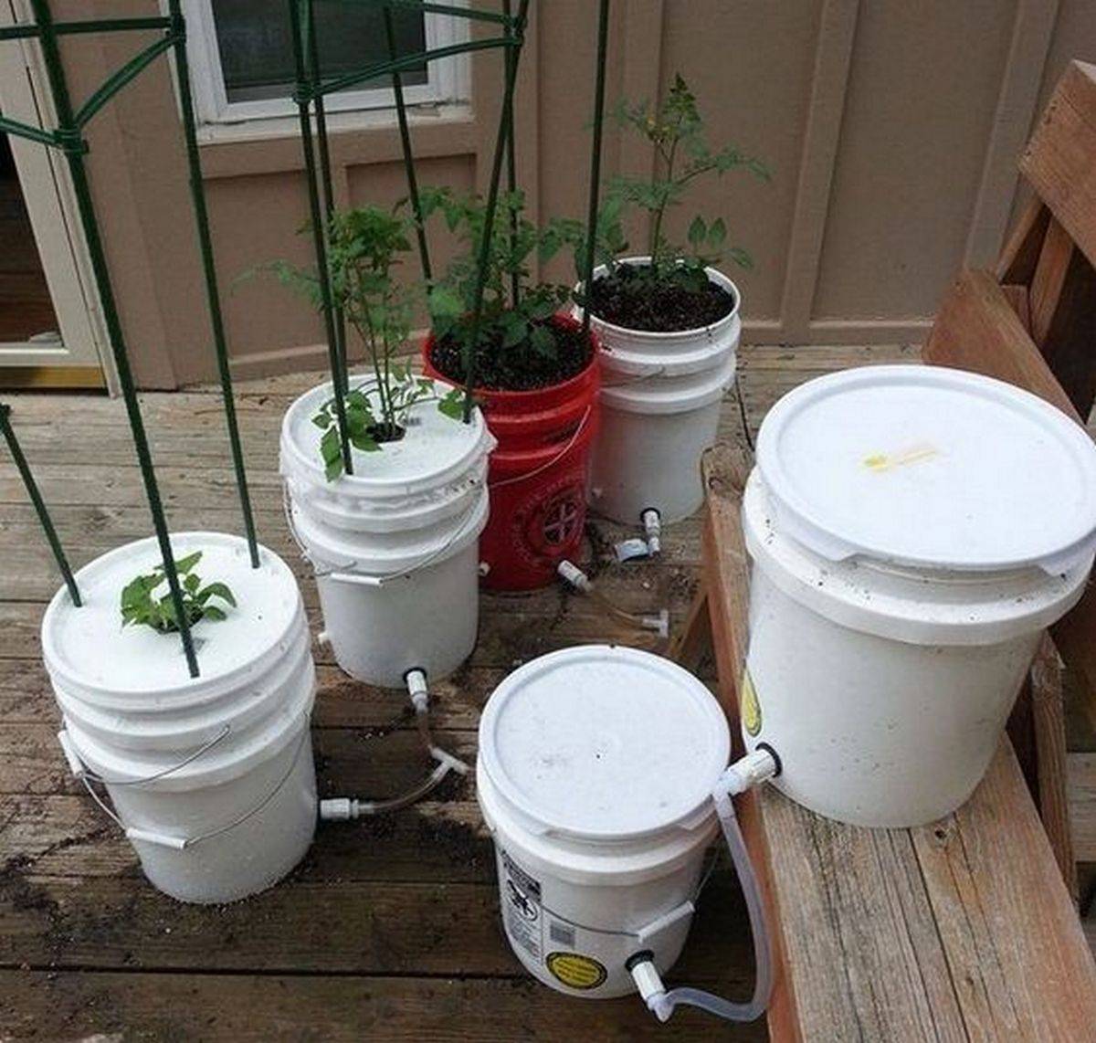 Gallon Selfwatering Tomato Container