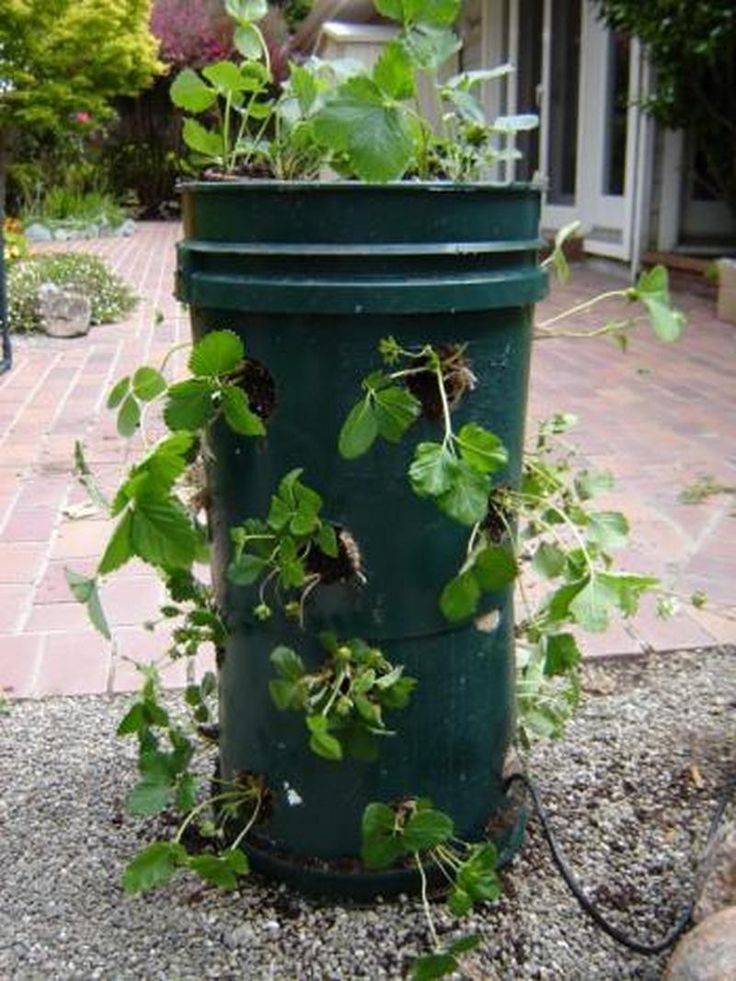 Diy Self Watering Bucket Vegetable Garden Container Gardens