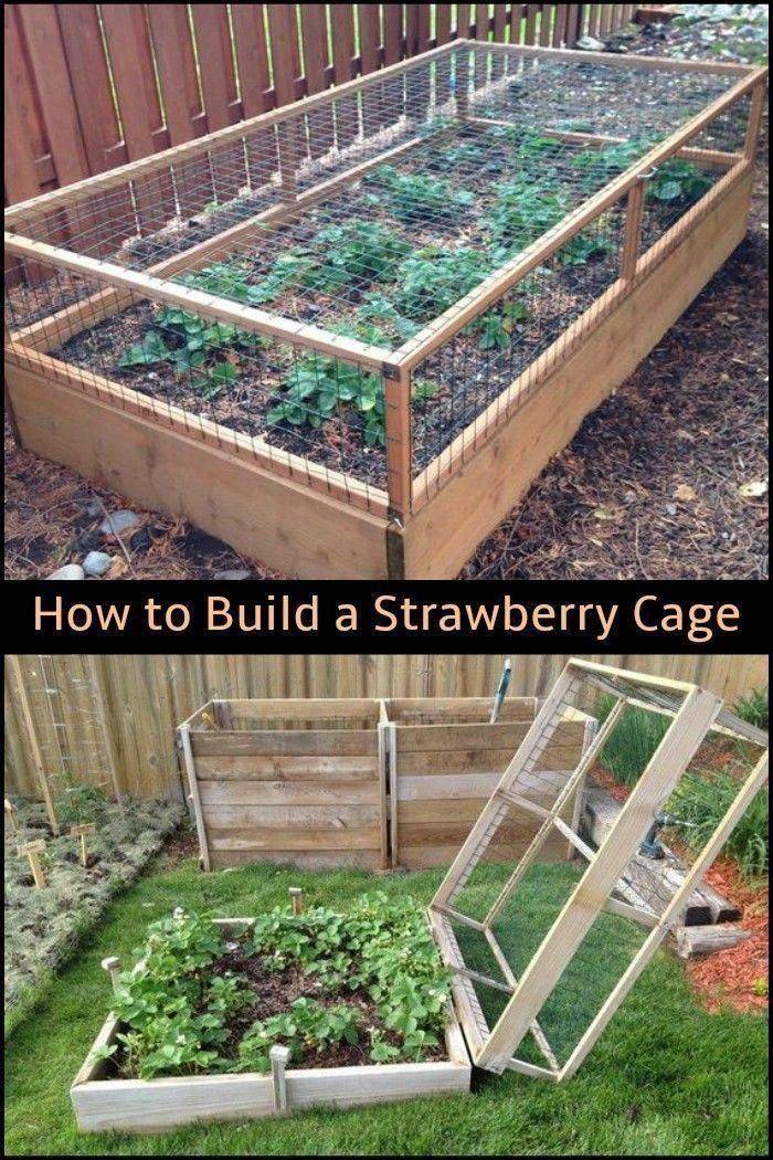 Strawberry Net Vegetable Garden