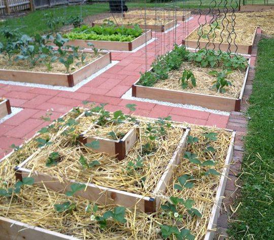 Strawberry Bed Edible Landscaping