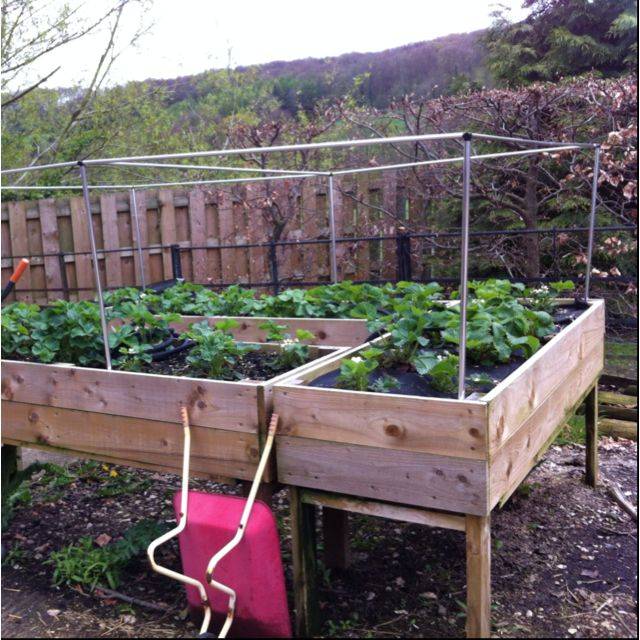 Strawberry Bed Edible Landscaping