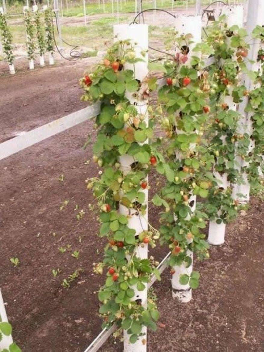 Strawberry Pallet Planter Vertical What Is It Myhomeorganic
