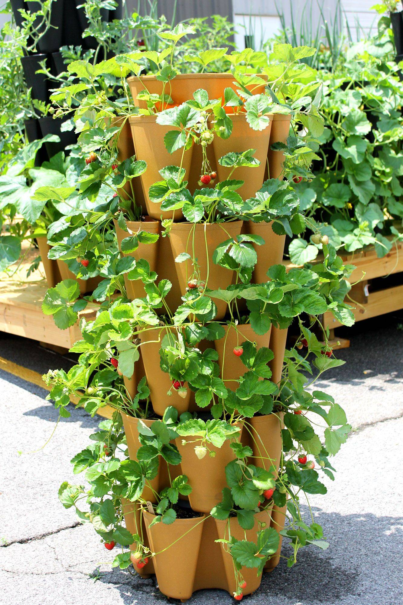 Brilliant Strawberry Garden Ideas A Green Hand