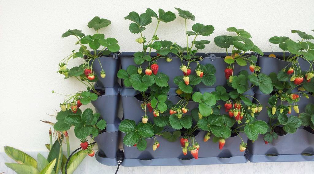 Gardening Planter Ideas