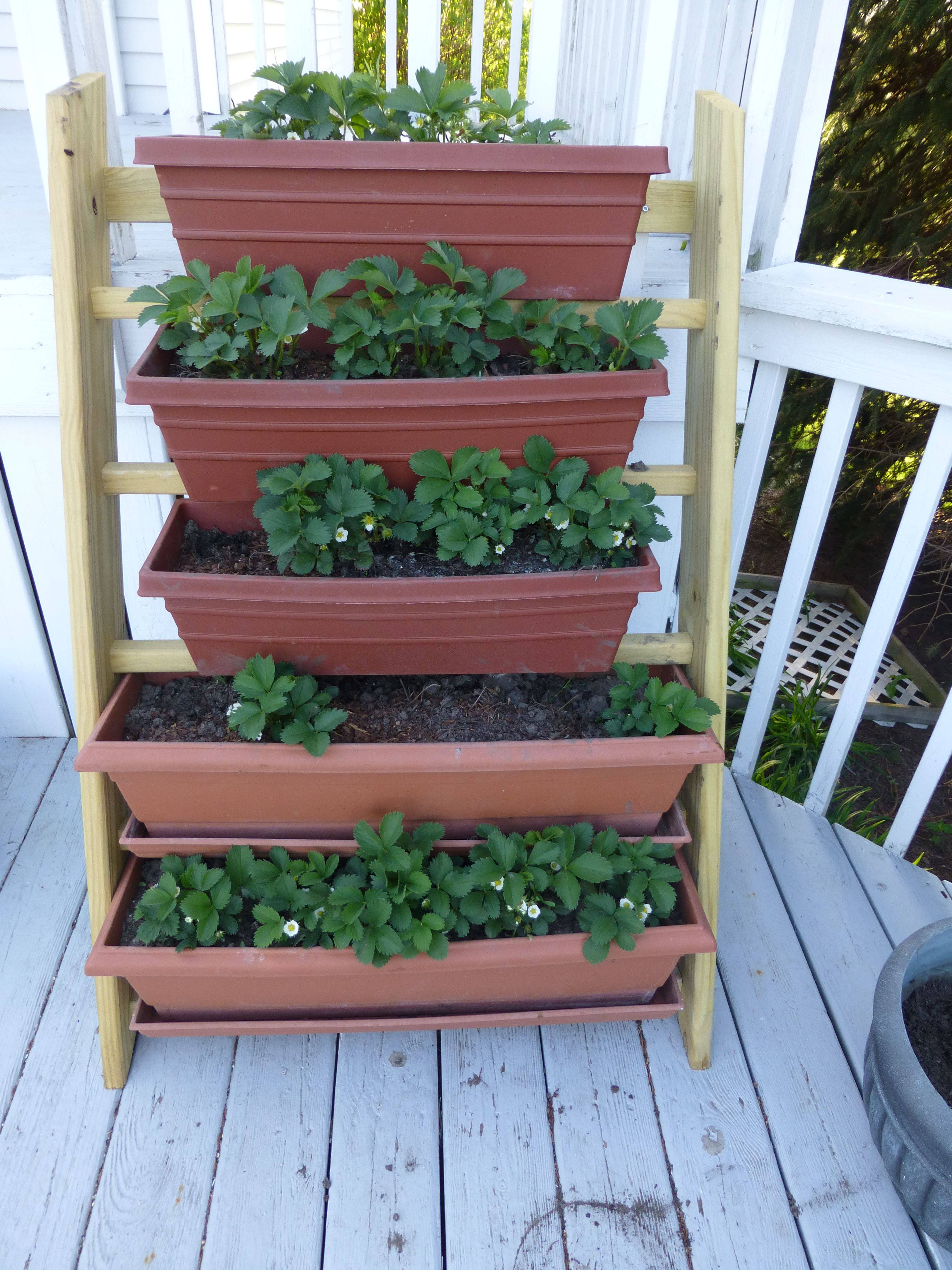 A Vertical Strawberry Planter