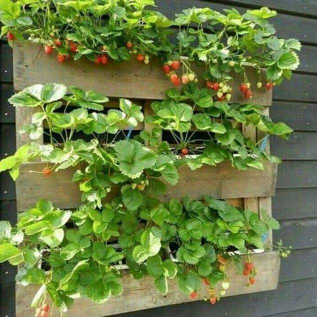 Growing Strawberry Plants