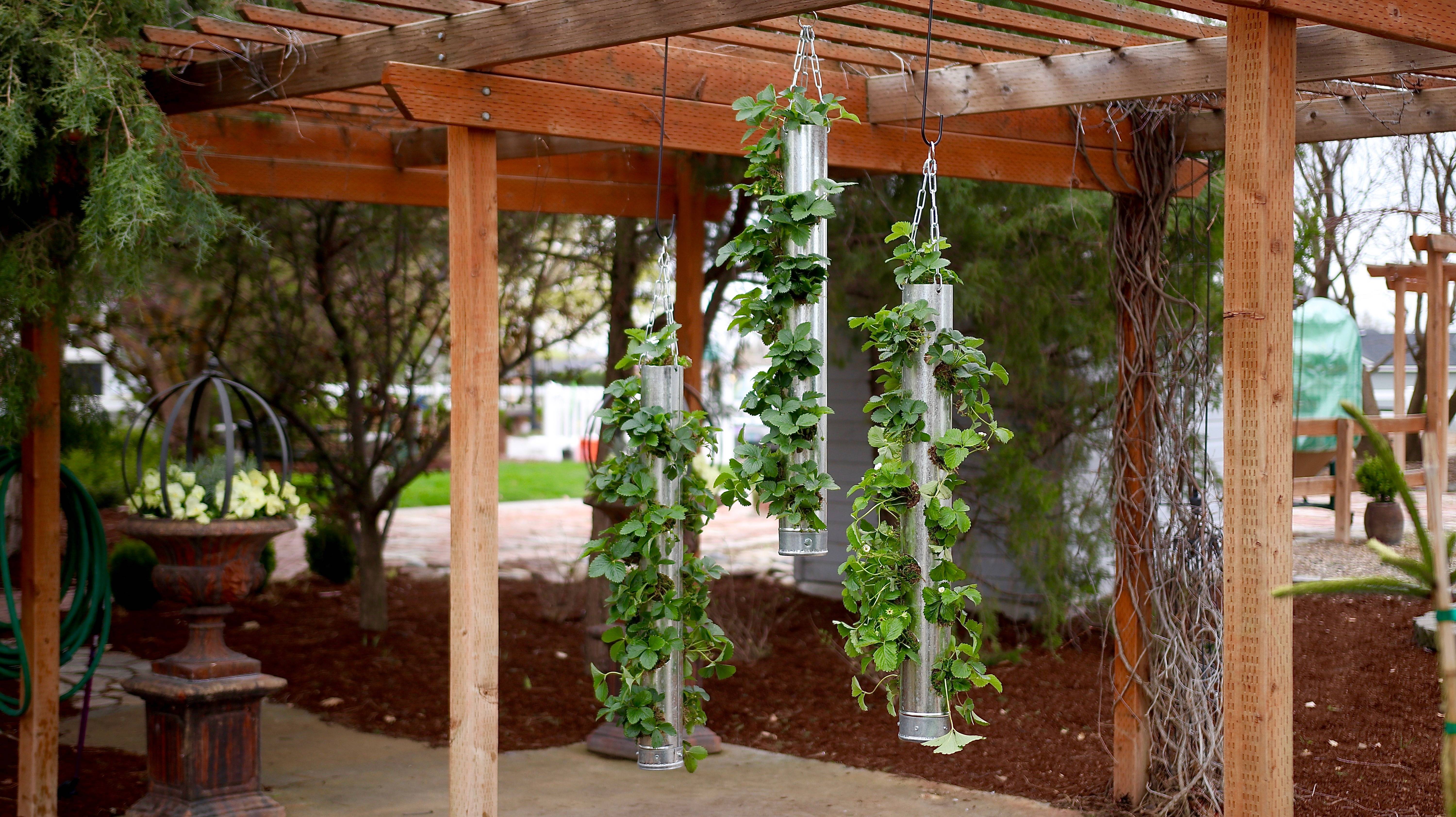 Vertical Garden Ideas Hydrangea Treehouse