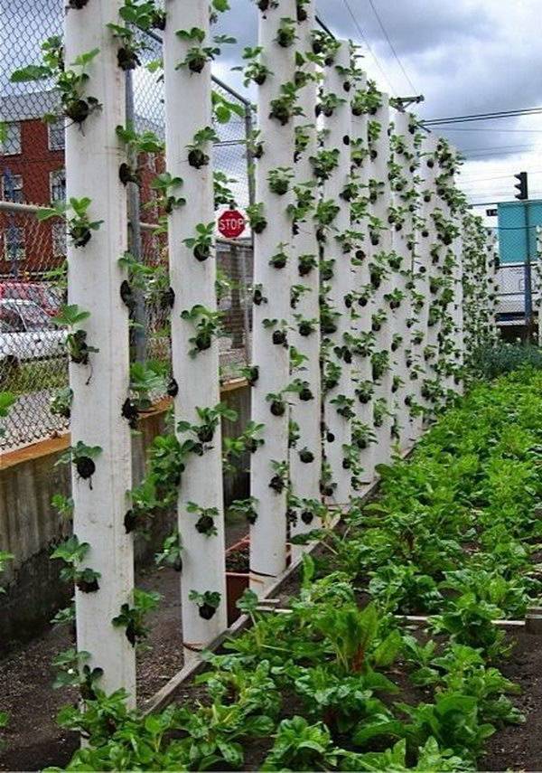 A Vertical Strawberry Tube Planter