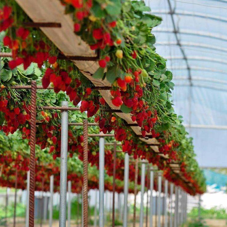 Vertical Vegetable Gardens