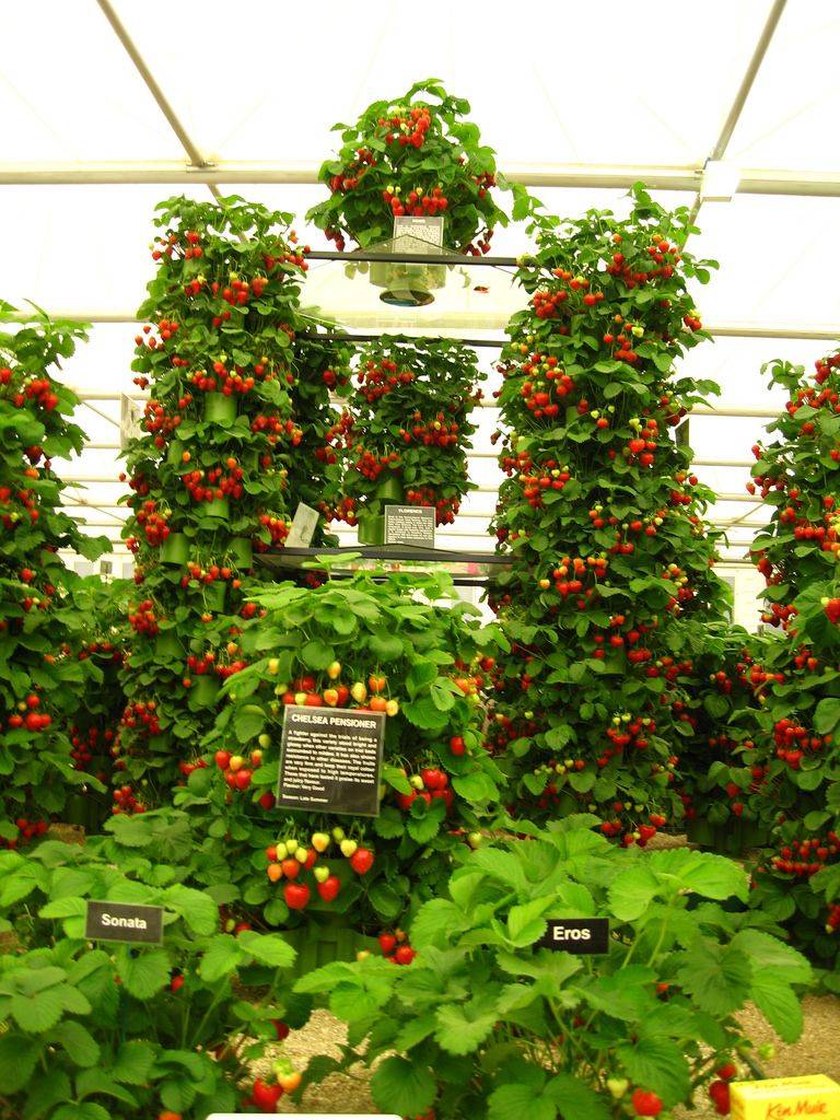 Strawberry Wall Garden Wall