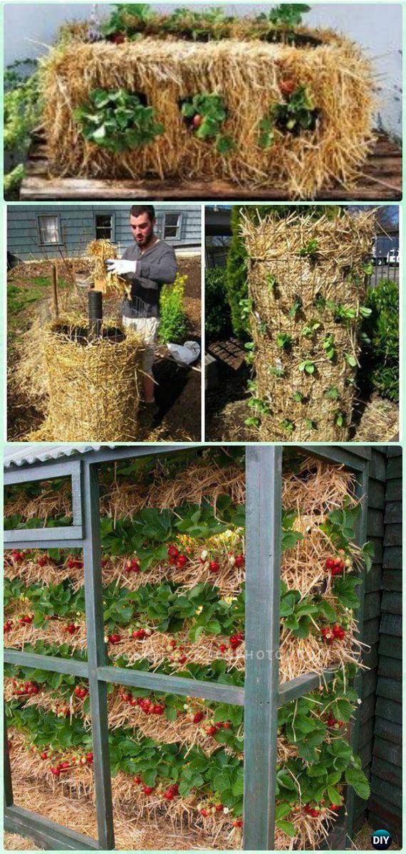 Strawberry Wall Garden Wall