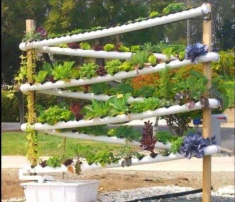 Hydroponic Gardening Ideas