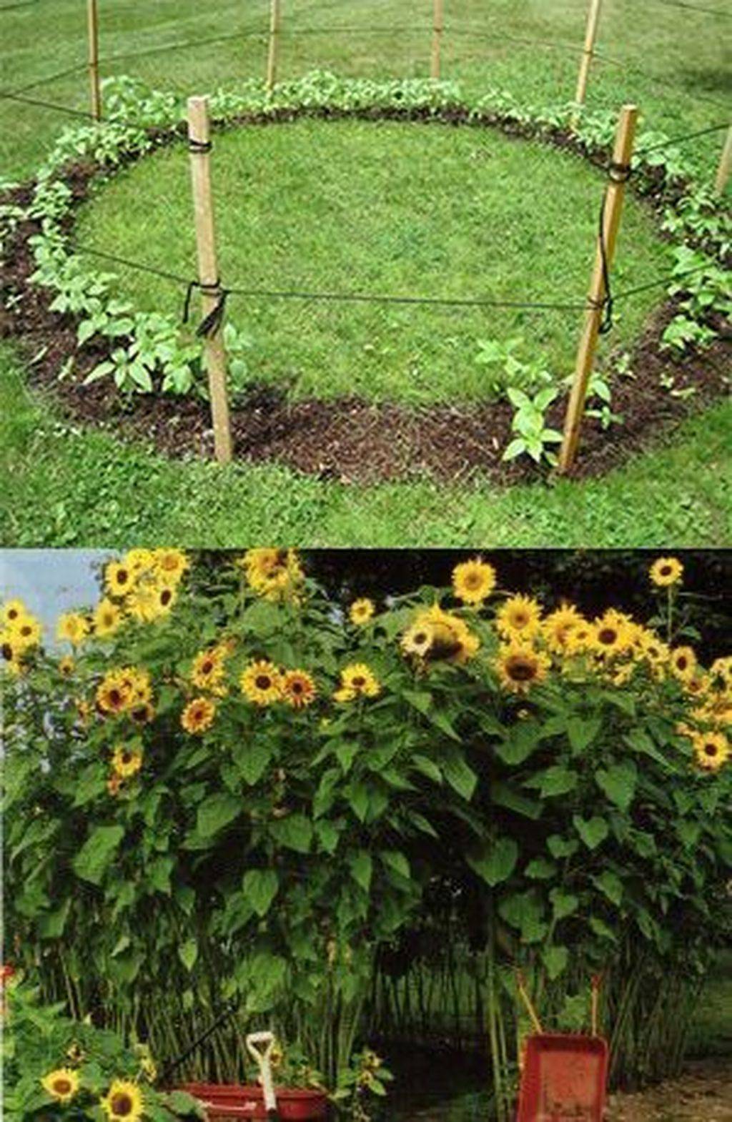 Sunflower Garden Ideas Simphome Sunflower Garden Sunflower