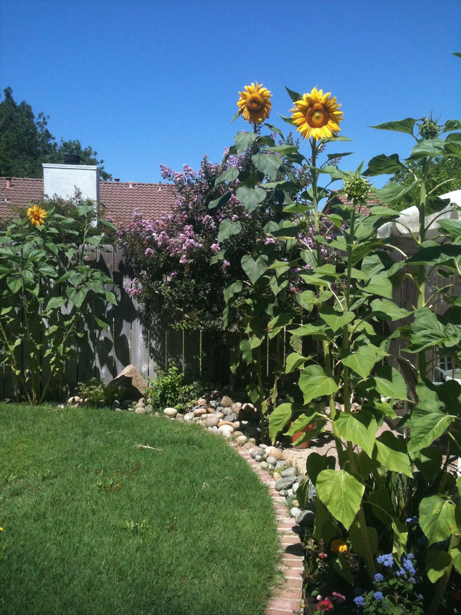 Beautiful Sunflower Backyard Design