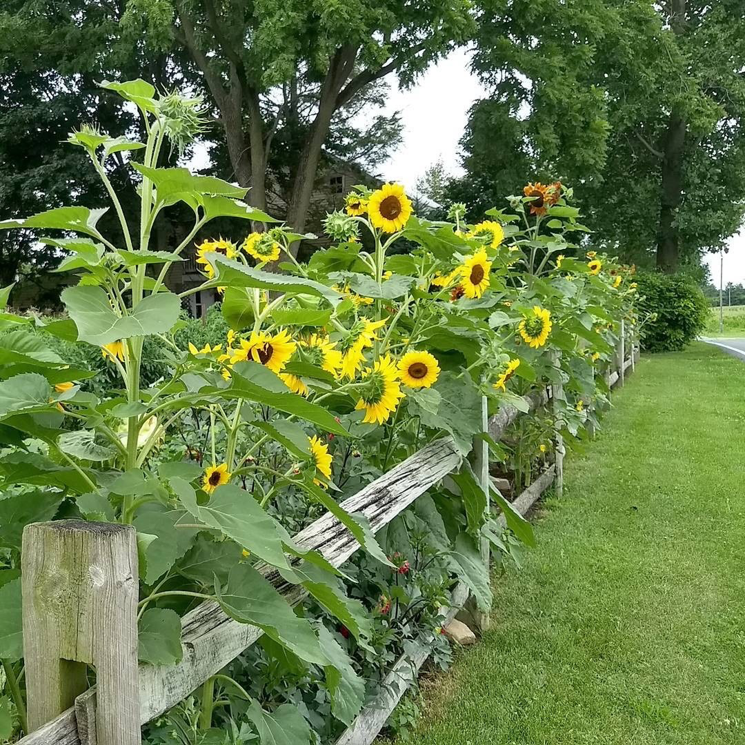 My Garden Spot