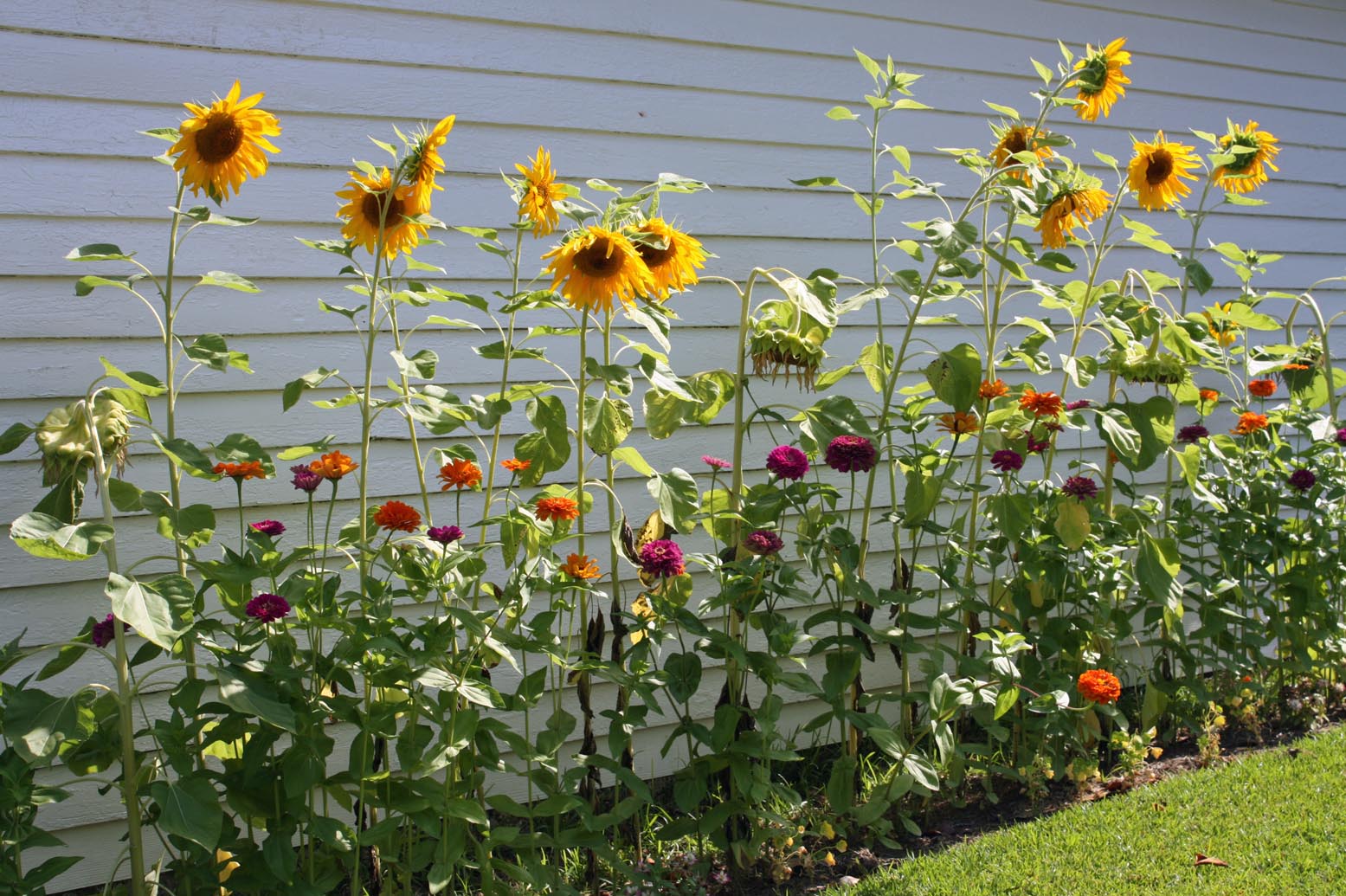 Screenshots Sunflower Garden