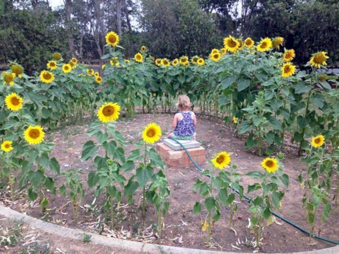 Sunflower Garden