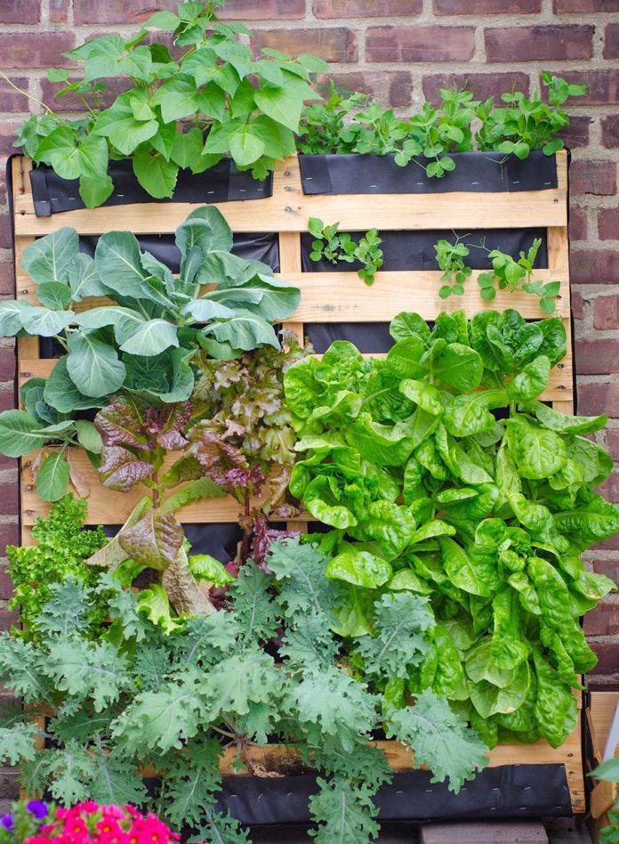 Vertical Gardening Ideas
