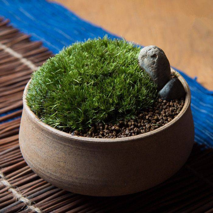 Brilliant Zen Garden Landscape Design