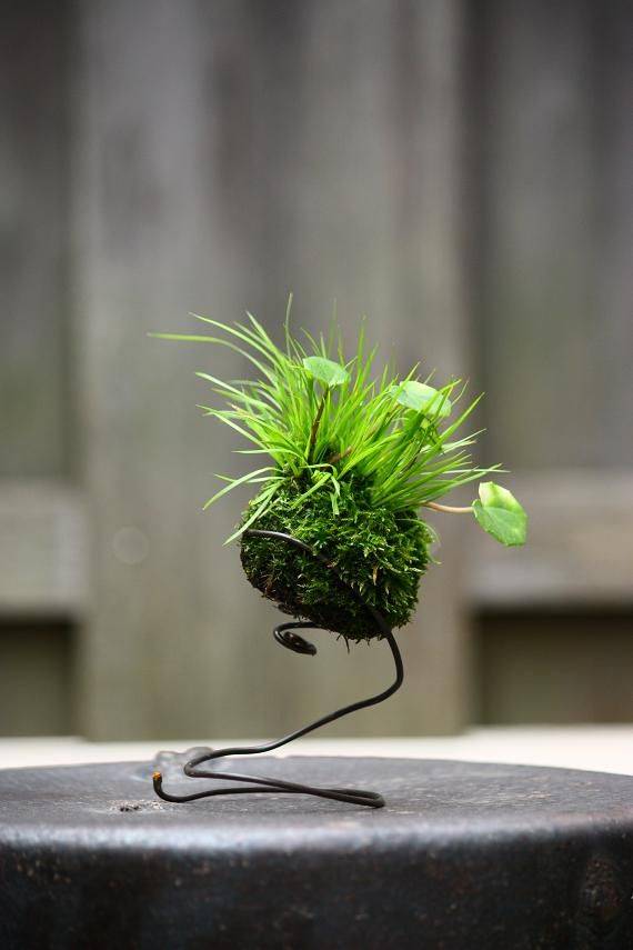 Modern Unique Moss Terrarium Ideas Openterrarium Mini Zen Garden
